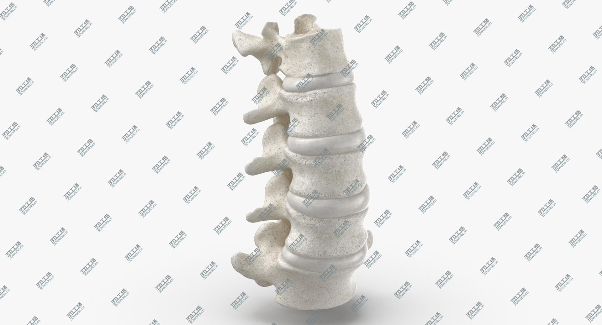 images/goods_img/2021040163/Real Human Lumbar Vertebrae L1 to L5 Bones With Intervertibral Disks 01 White 3D model/5.jpg